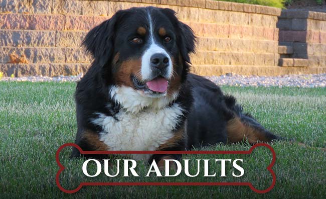 Our Adults Our Adults at Integrity Bernedoodles