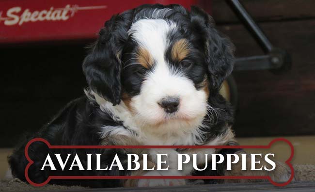 Puppies For Sale Integrity Bernedoodles Puppies For Sale