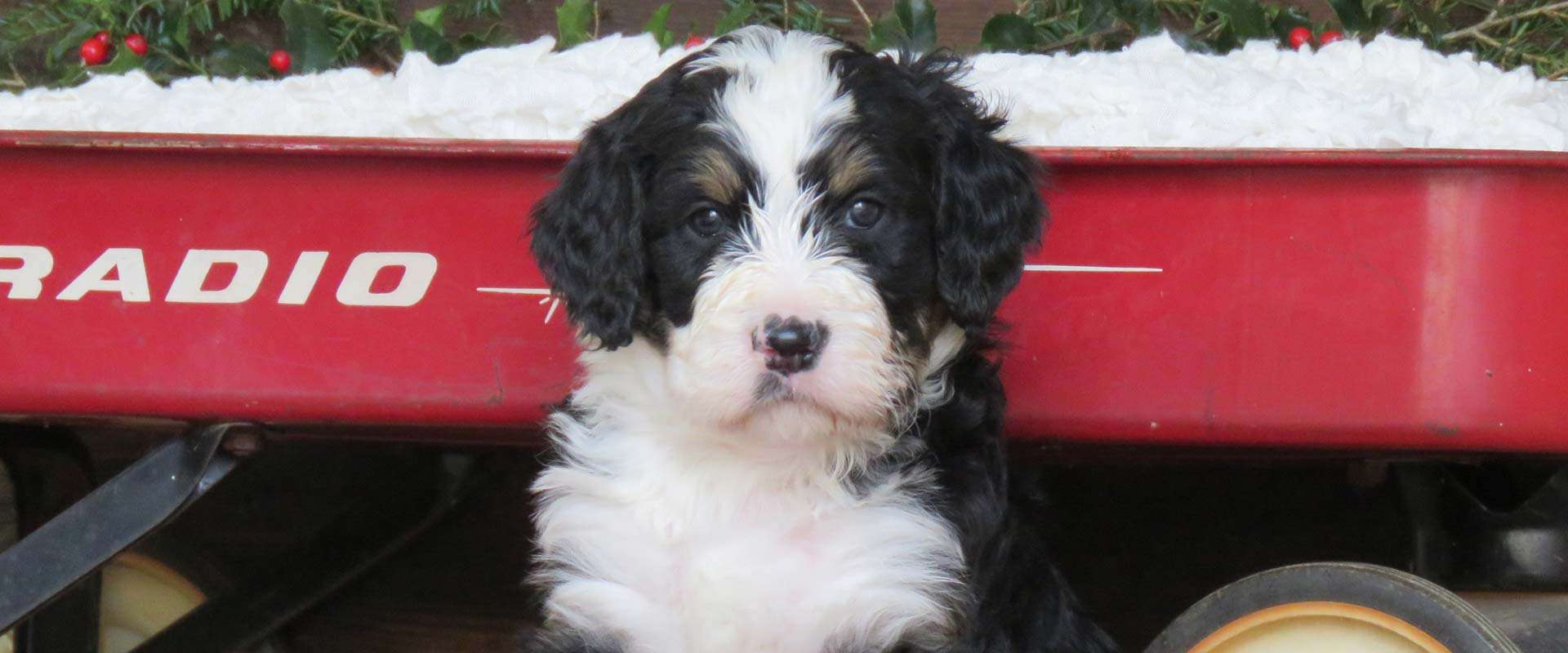 Bernedoodle puppy in Iowa