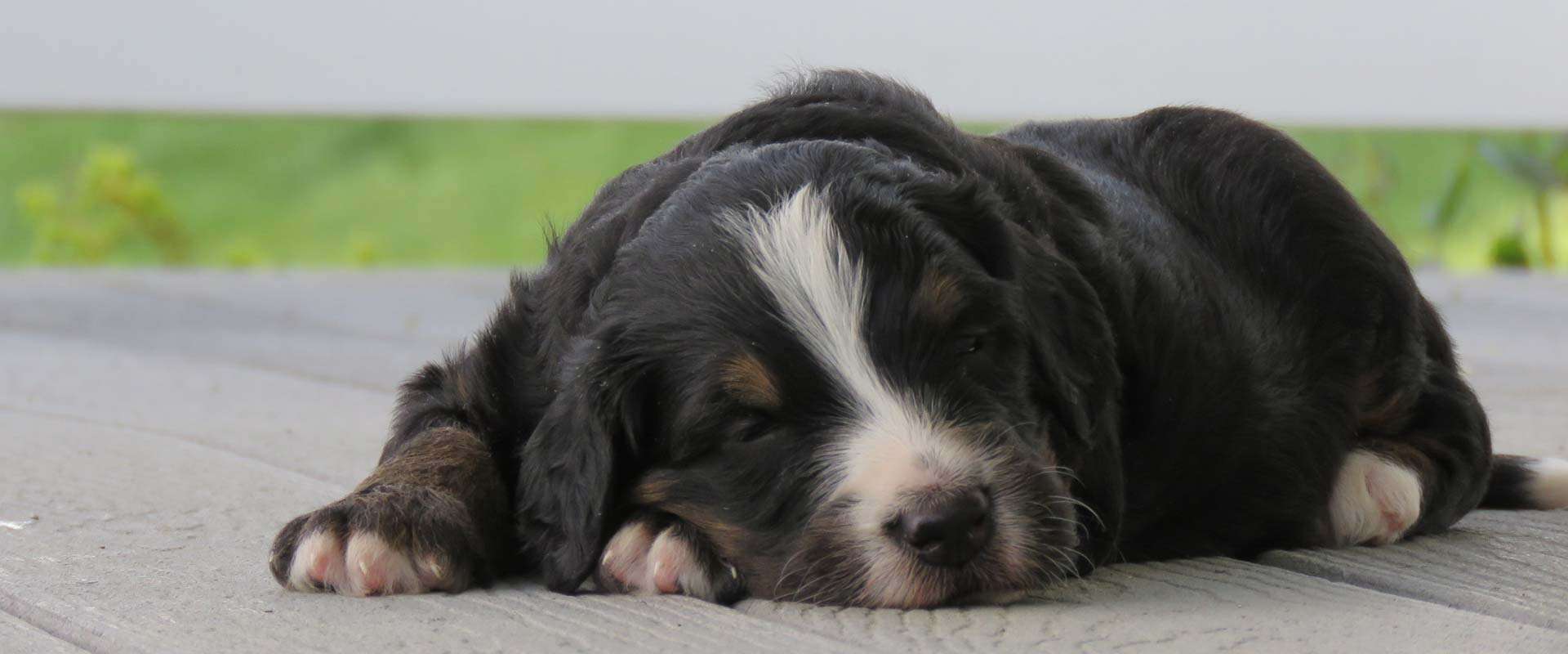 Tri-color Bernedoodle puppy in Iowa