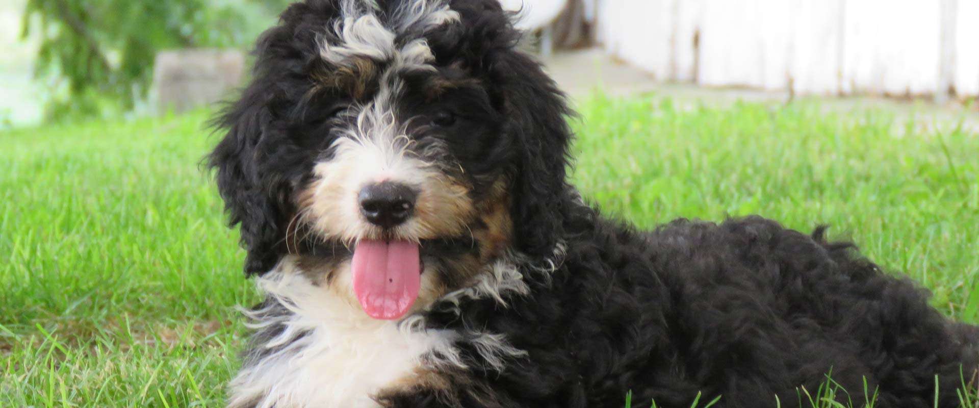 Tri-color Bernedoodle in Iowa