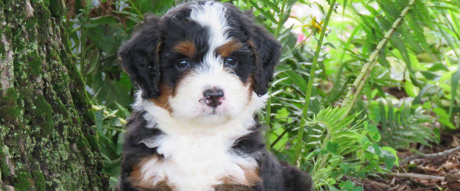 Beautiful Bernedoodle puppy in Iowa