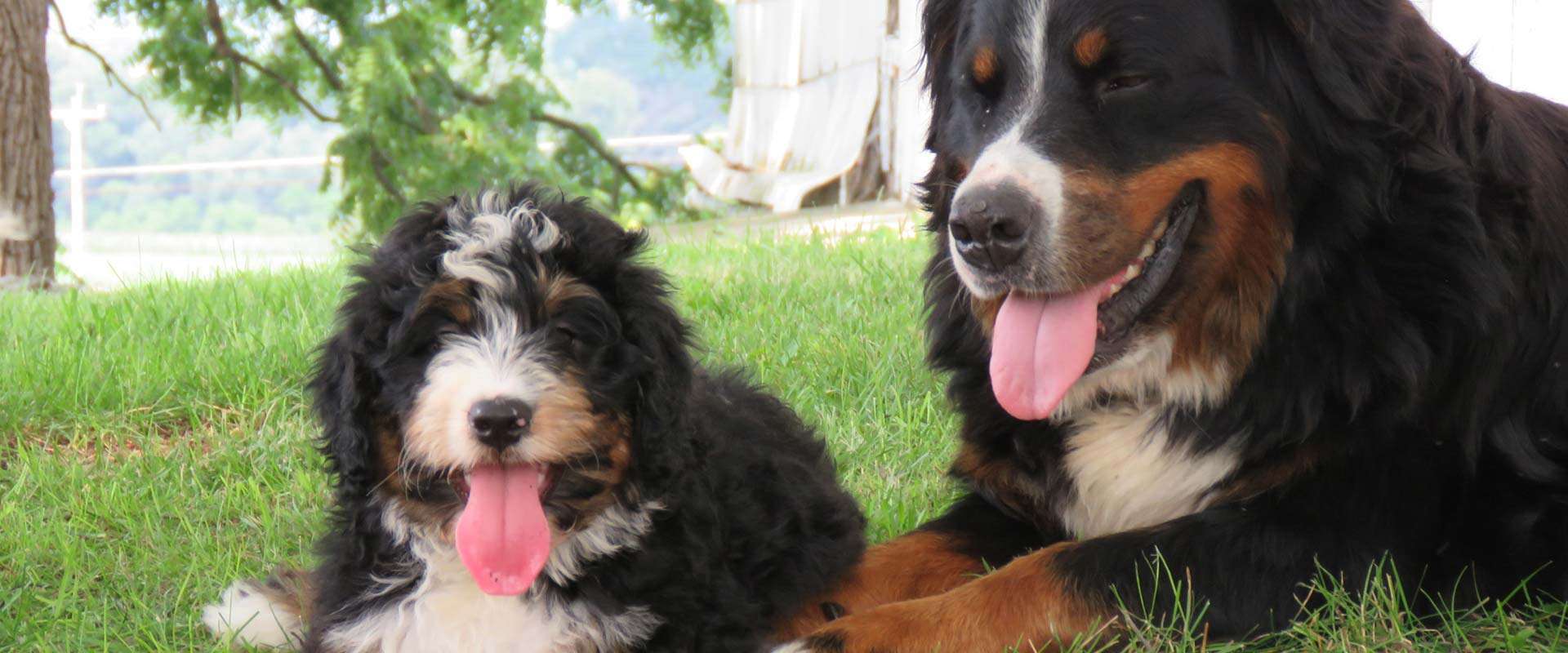 Bernedoodle puppy and its Bernese Mountain Dog mother at Integrity Bernedoodles in Iowa