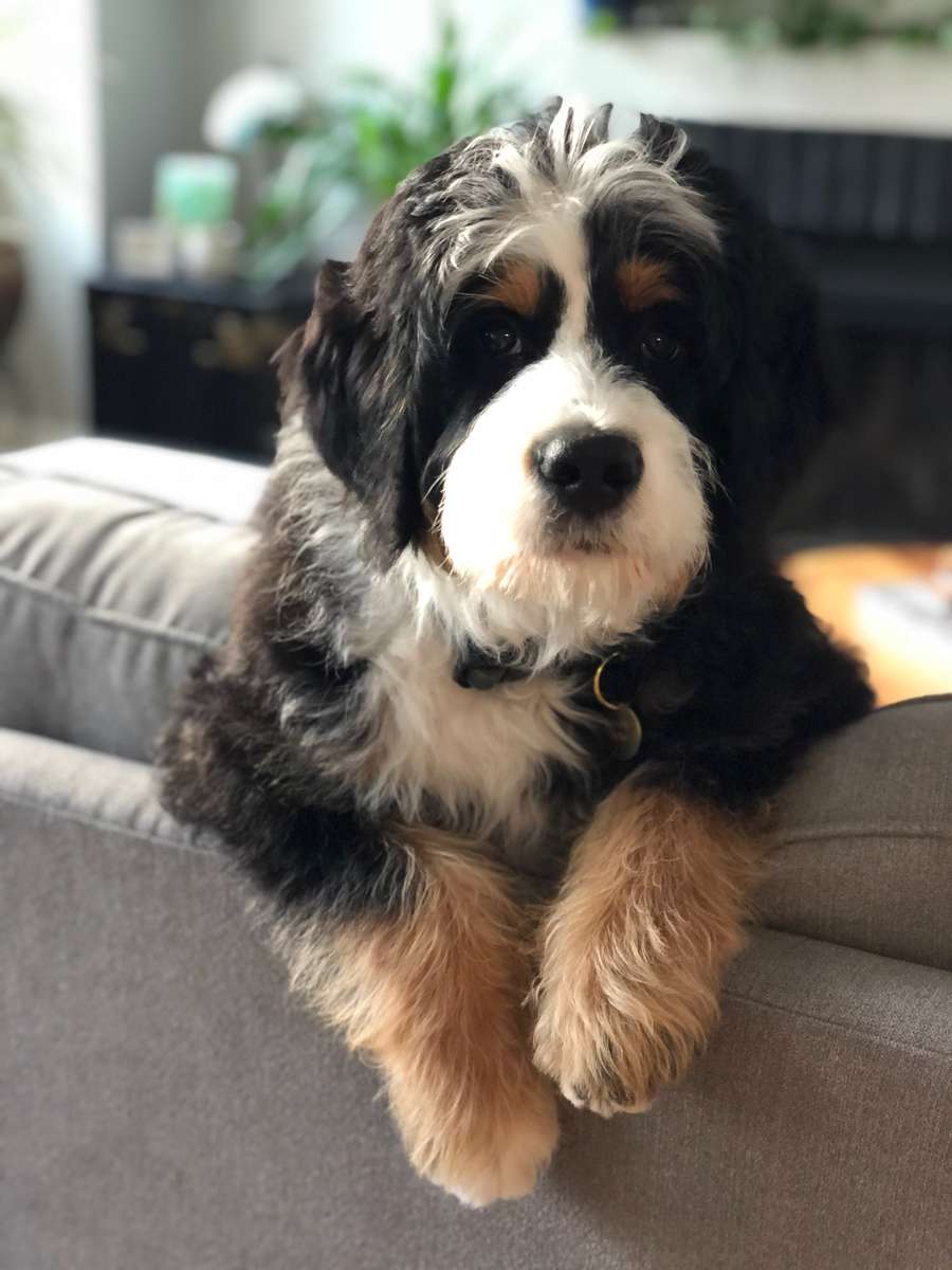 Why We Breed Bernedoodle