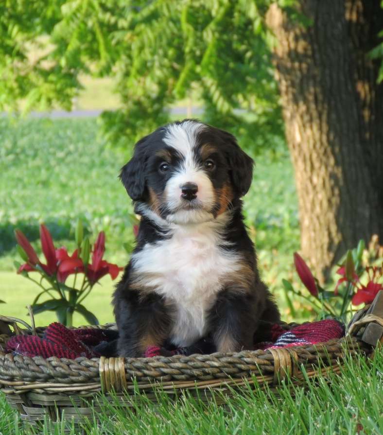 Bernedoodle Puppy in Iowa
