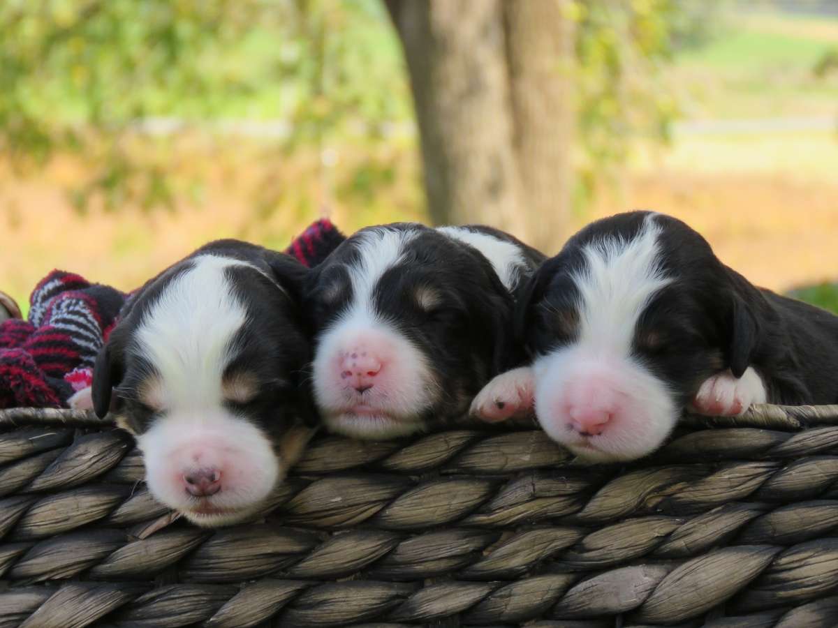 Three newborn Bernedoodle puppies in a basket